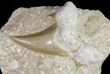 Otodus Shark Tooth Fossil in Rock - Eocene #174046-1
